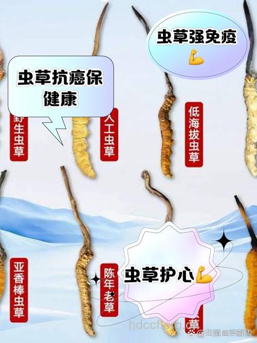 凉山虫草的功效与作用