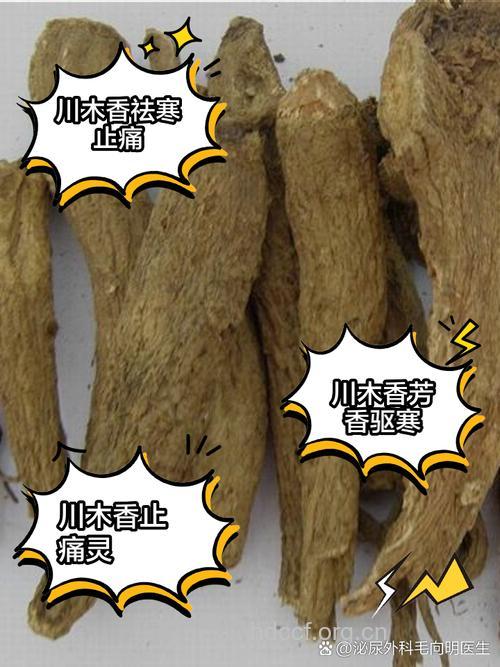 川木香的功效与作用