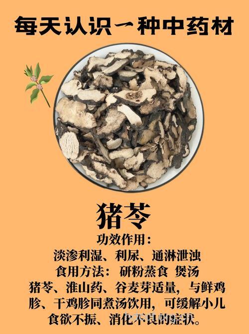 猪苓的功效与作用