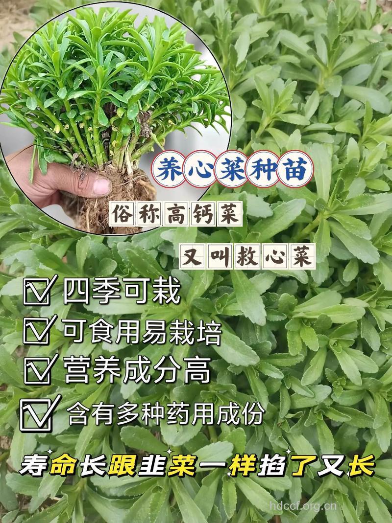 高钙菜凉拌的做法 高钙菜做法大全