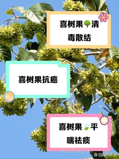 喜树果的功效与作用