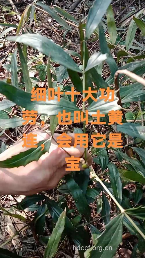 细叶十大功劳的功效与作用