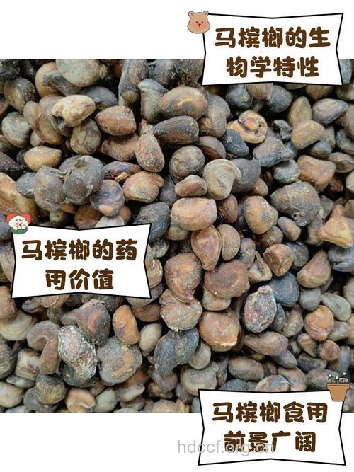 马槟榔泡酒喝的功效