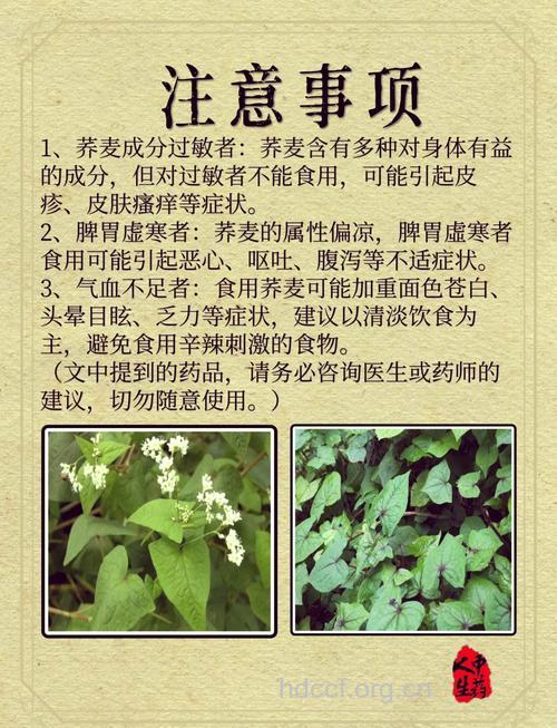 金荞麦泡酒喝的禁忌