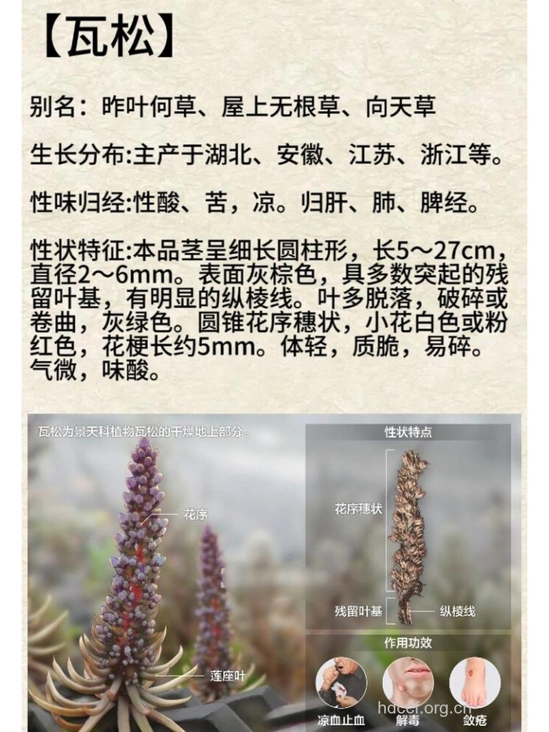 瓦松的功效与作用