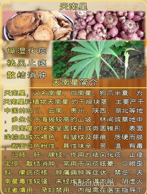 天南星的功效与作用