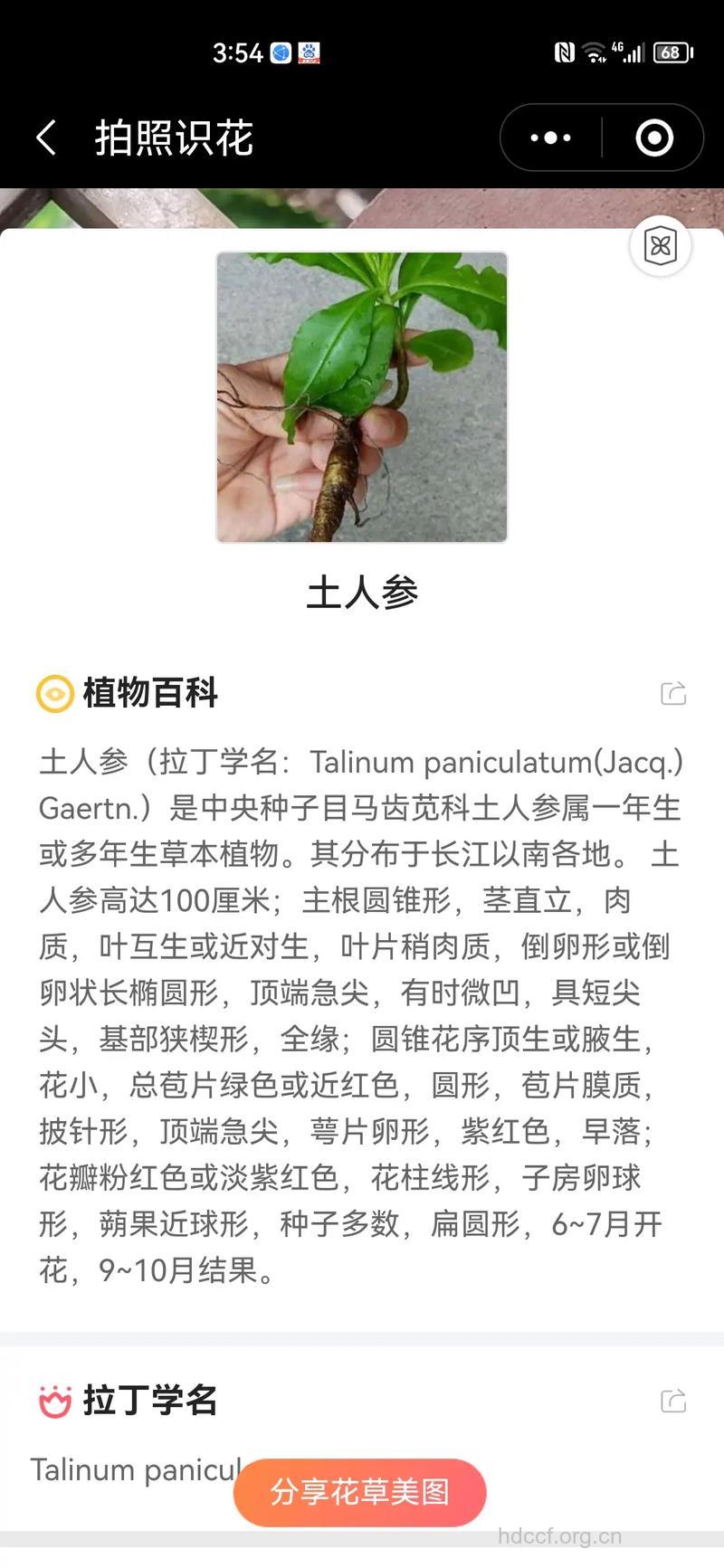土人参的功效与作用