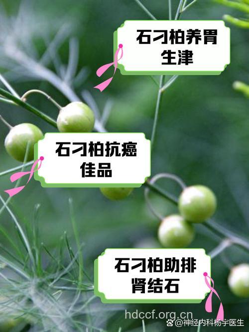 石刁柏的功效与作用