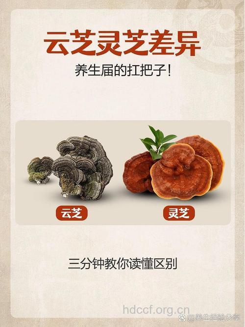 云芝的功效与作用