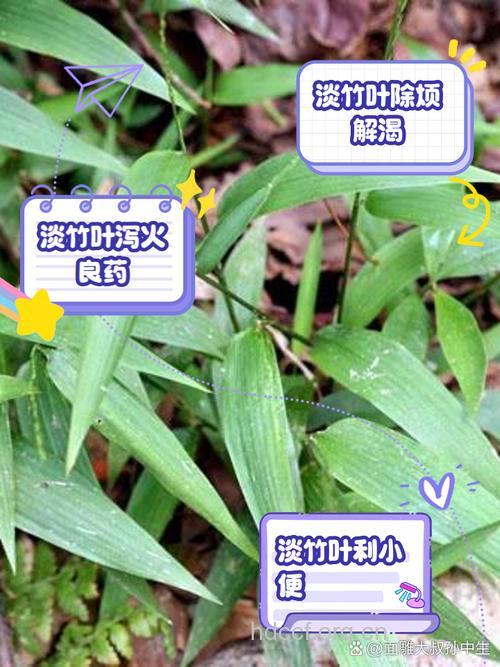 淡竹叶的功效与作用