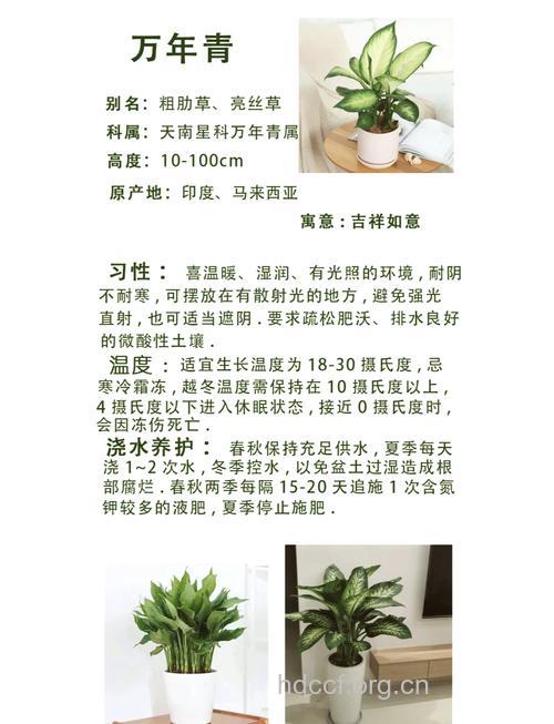 绿青的功效与作用