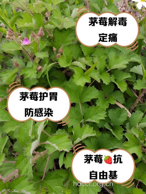 茅莓的功效与作用