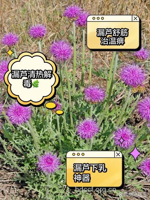 漏芦的功效与作用
