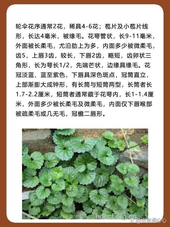 连钱草的功效与作用