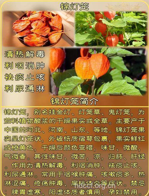 锦灯笼的功效与作用