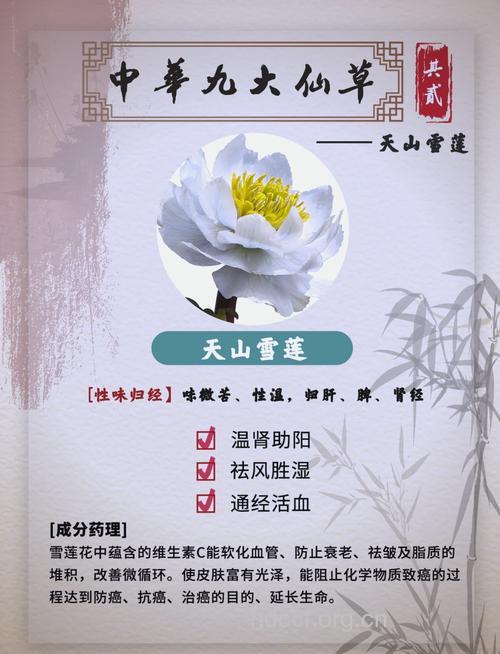 雪莲花的功效与作用