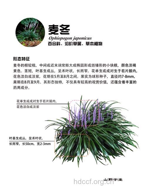 麦冬的功效与作用