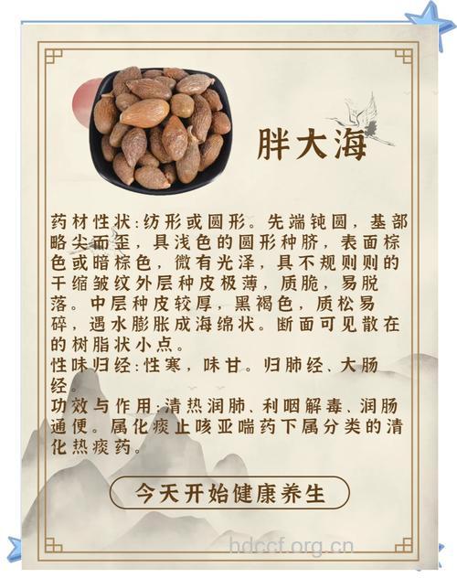 胖大海的功效与作用