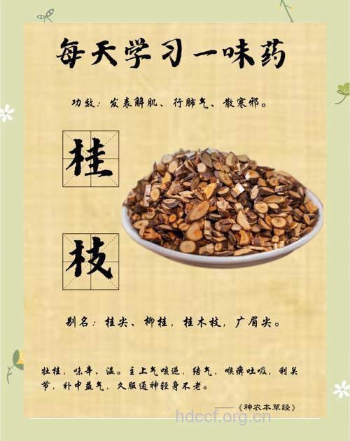 桂枝的功效与作用