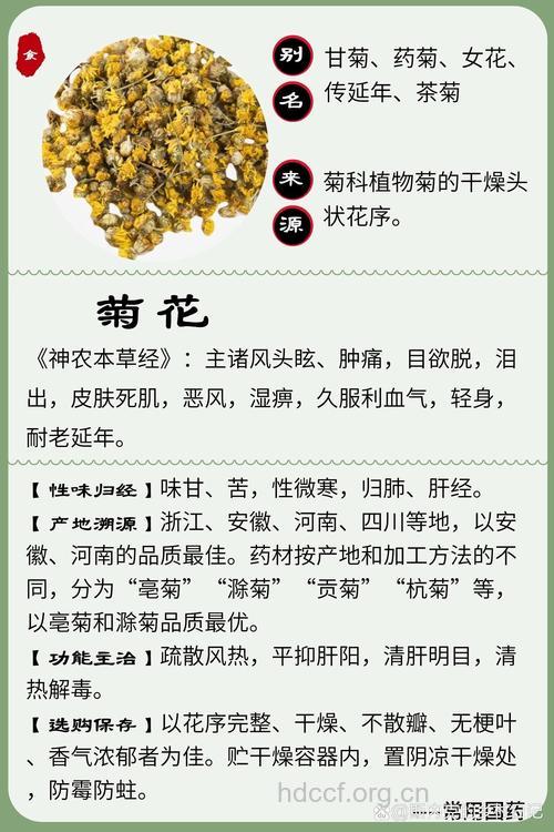 菊花的功效与作用