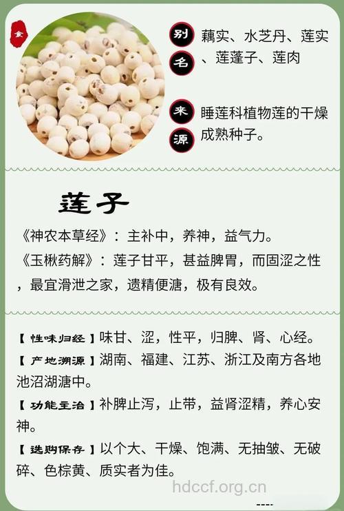 莲子的功效与作用