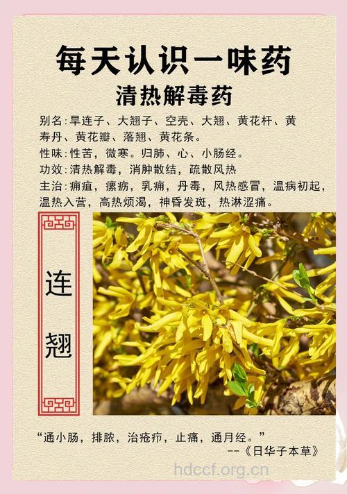 连翘的功效与作用