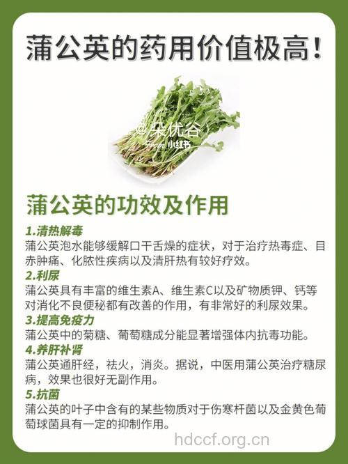 蒲公英的功效与作用