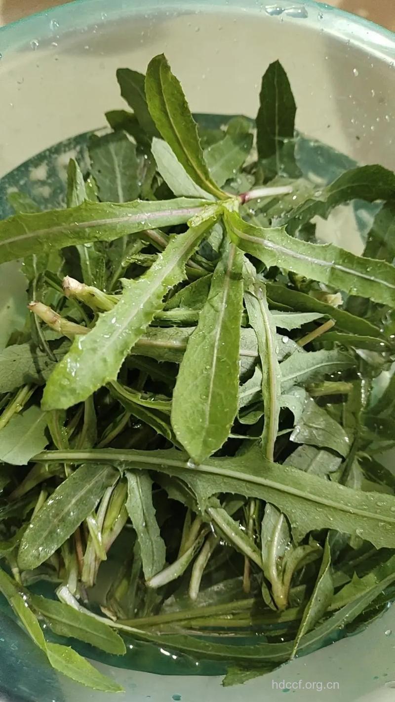 曲曲菜汤怎么做好吃 曲曲菜做法推荐