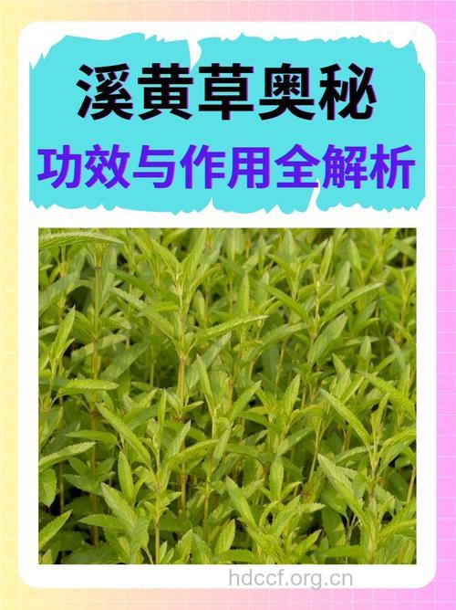 溪黄草的功效与作用