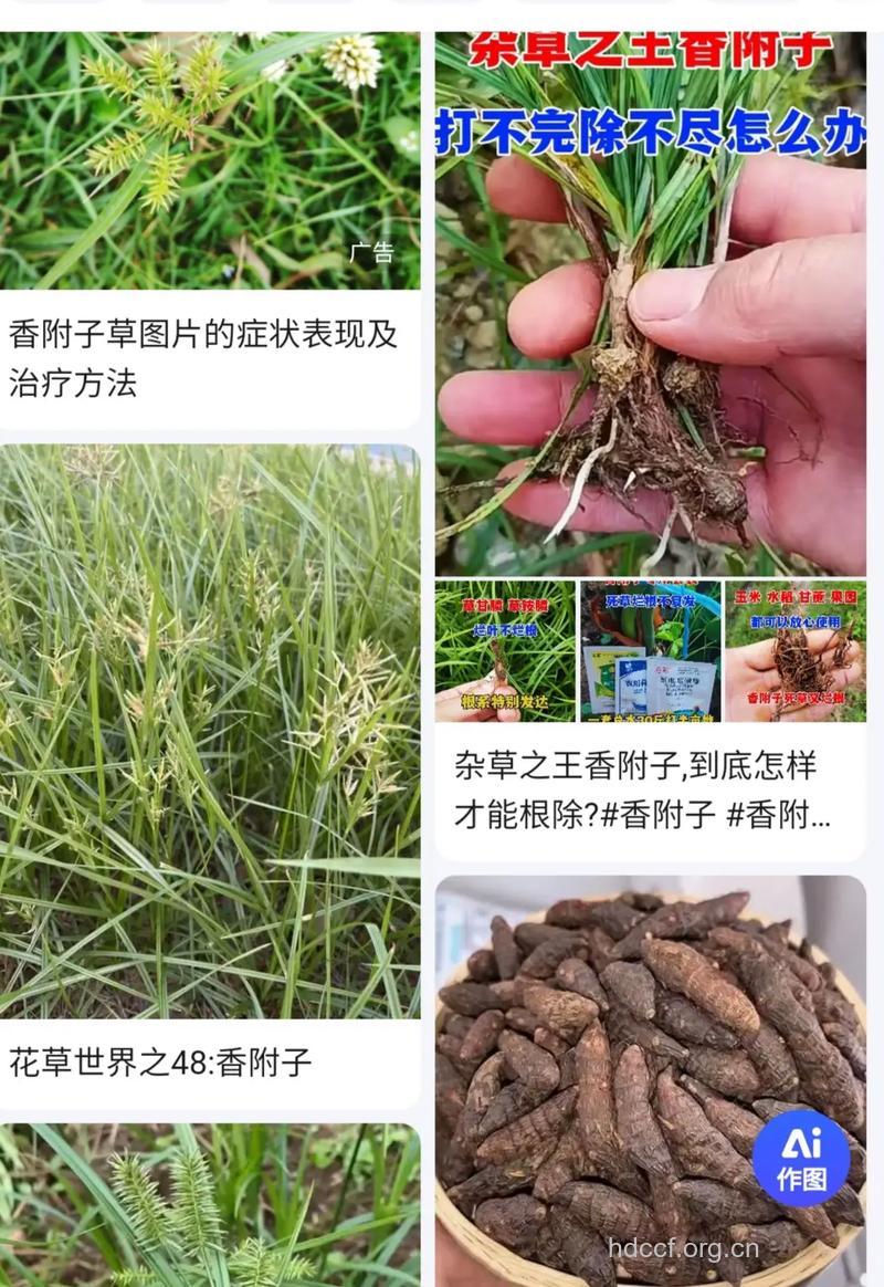 香附的功效与作用