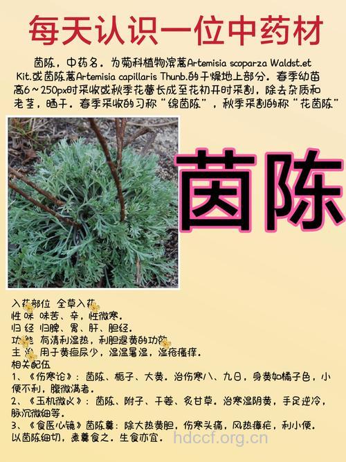 茵陈的功效与作用