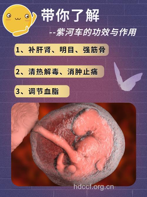 紫河车的功效与作用