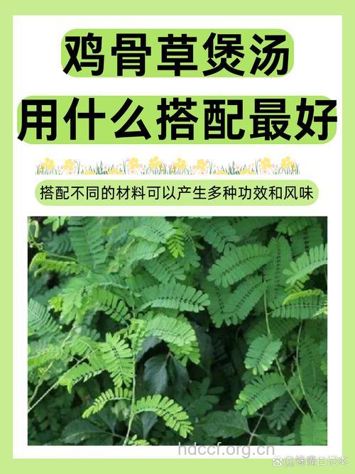 鸡骨草的功效与作用