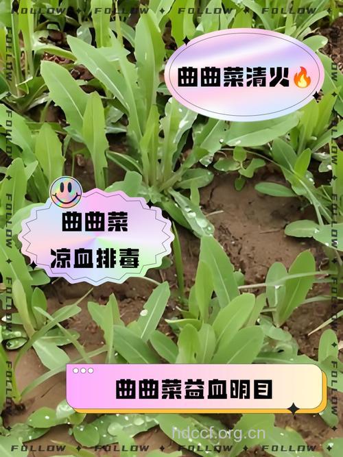 曲曲菜可以泡水喝吗 曲曲菜泡水喝的功效