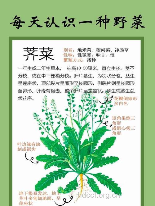 荠菜的作用与功效