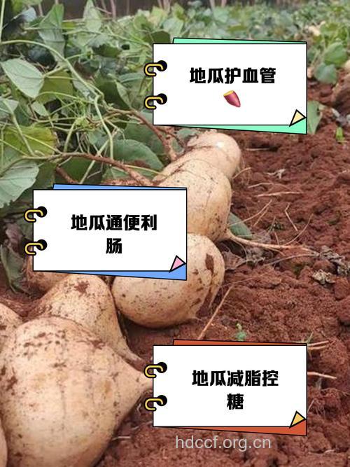 地瓜的功效与作用