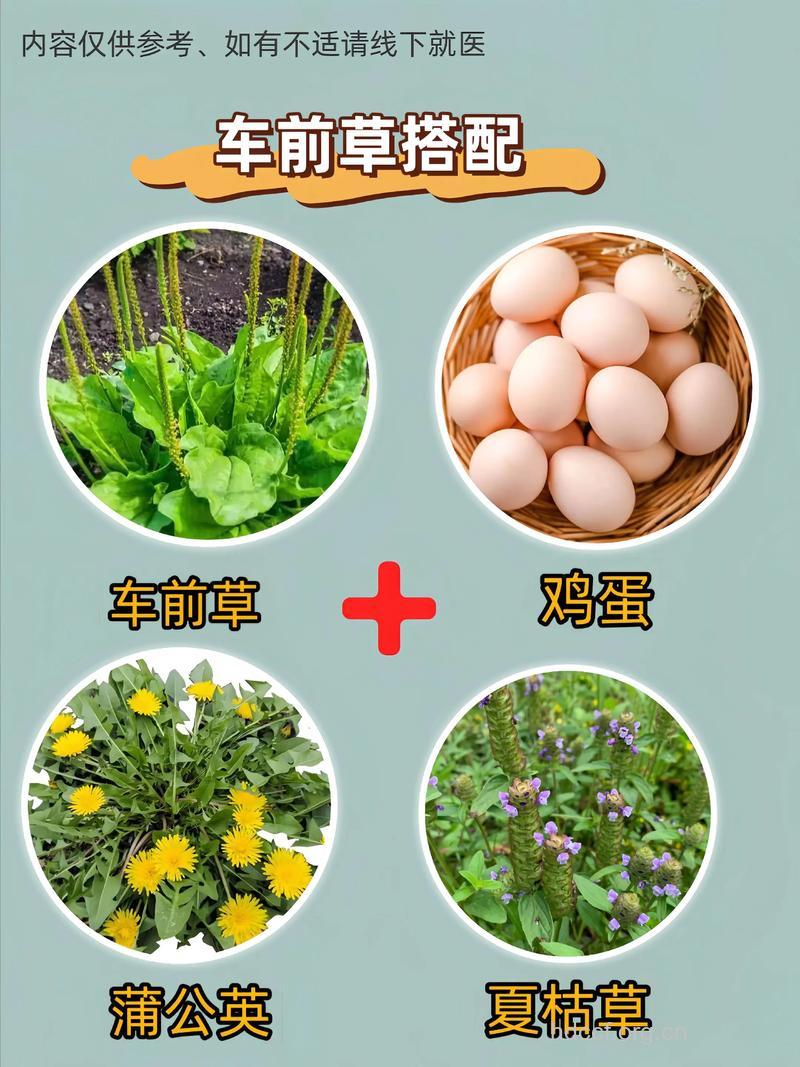 车前草的吃法 夏季推荐3种车前草的做法