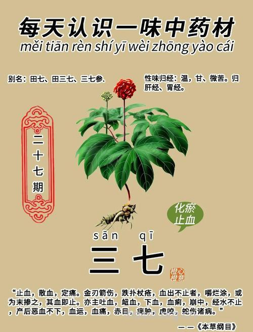 田七的功效与作用