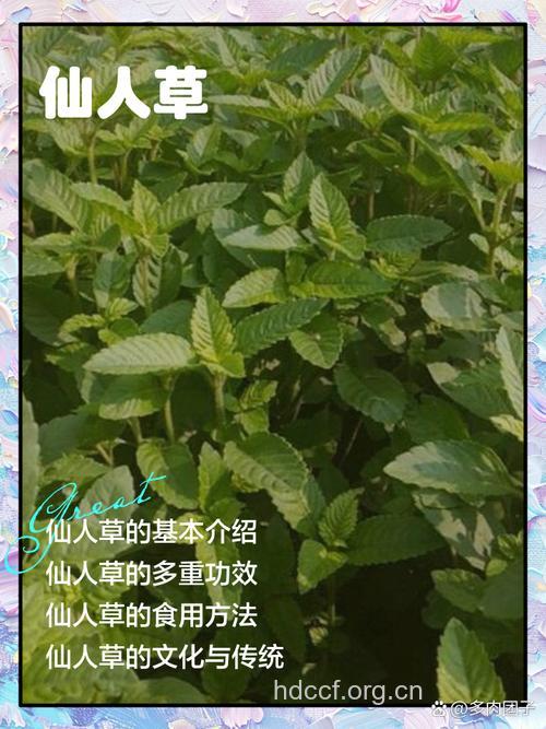 让你长生不老的6大“仙草”