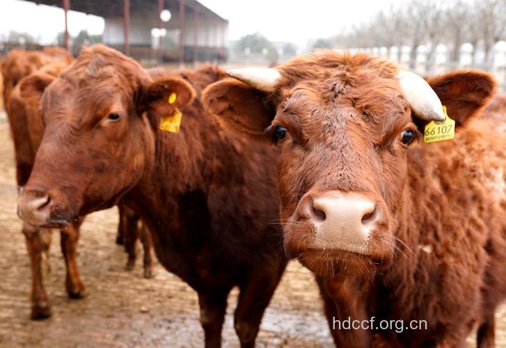 如何健康孕育牛年宝宝?