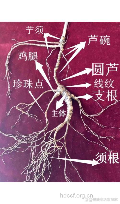 人参的真伪你会看辨别吗