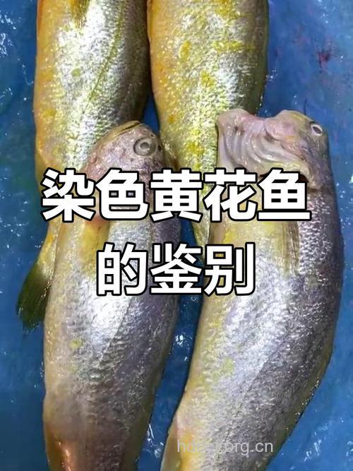 “染色”黄花鱼会损害你的肝脏