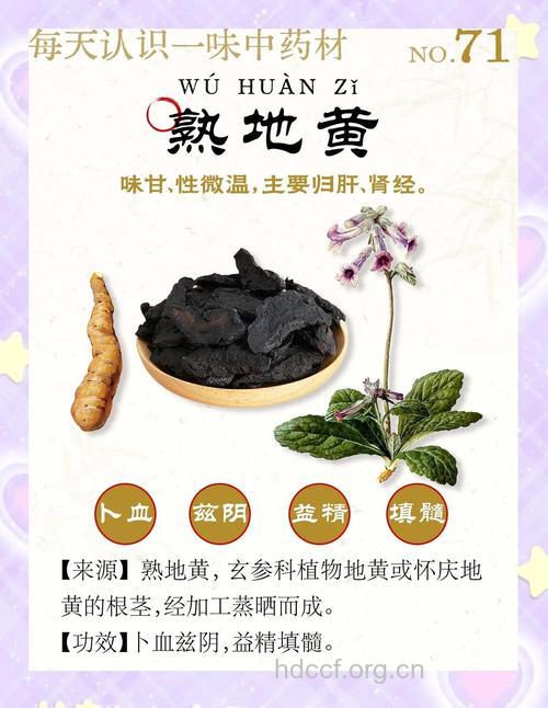 中药熟地黄的功效及临床使用