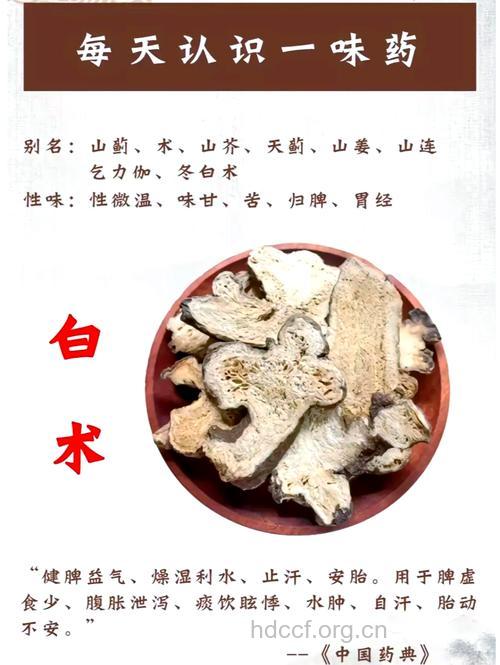 中药白术的功效及临床应用