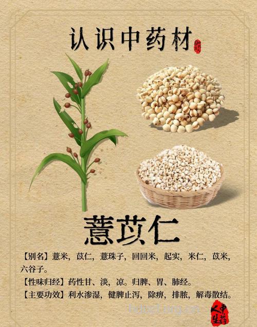 中药薏苡仁的5大治病功效