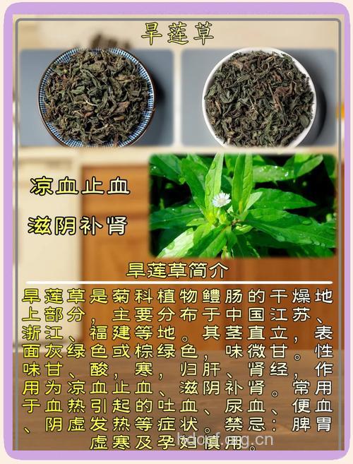 滋补肝肾 旱莲草的功效作用