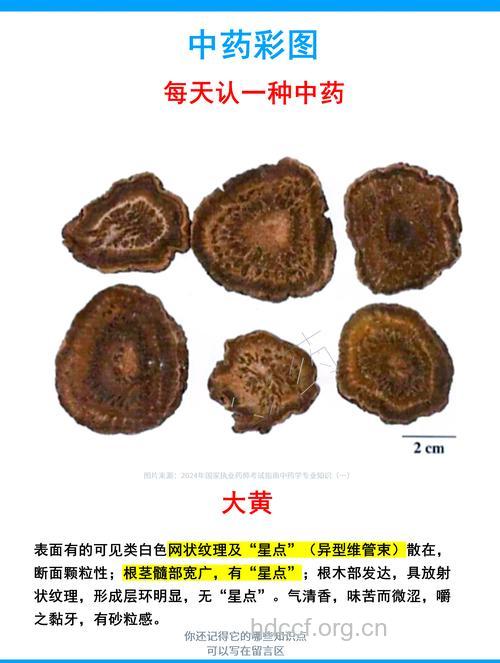 中药大黄可有效治疗白血病