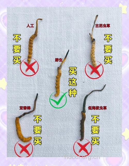 鉴别冬虫夏草 你会吗?
