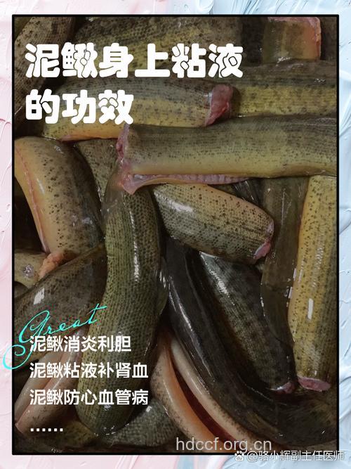泥鳅的中医药用价值
