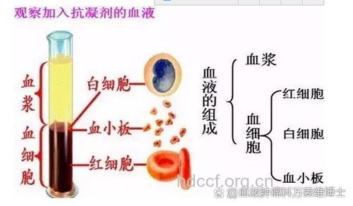 白血病有哪些细胞化学检查方法